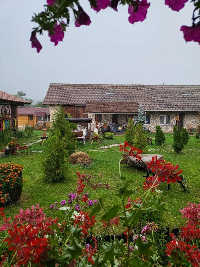 Casa Maria Lägenhet Cincu Exteriör bild