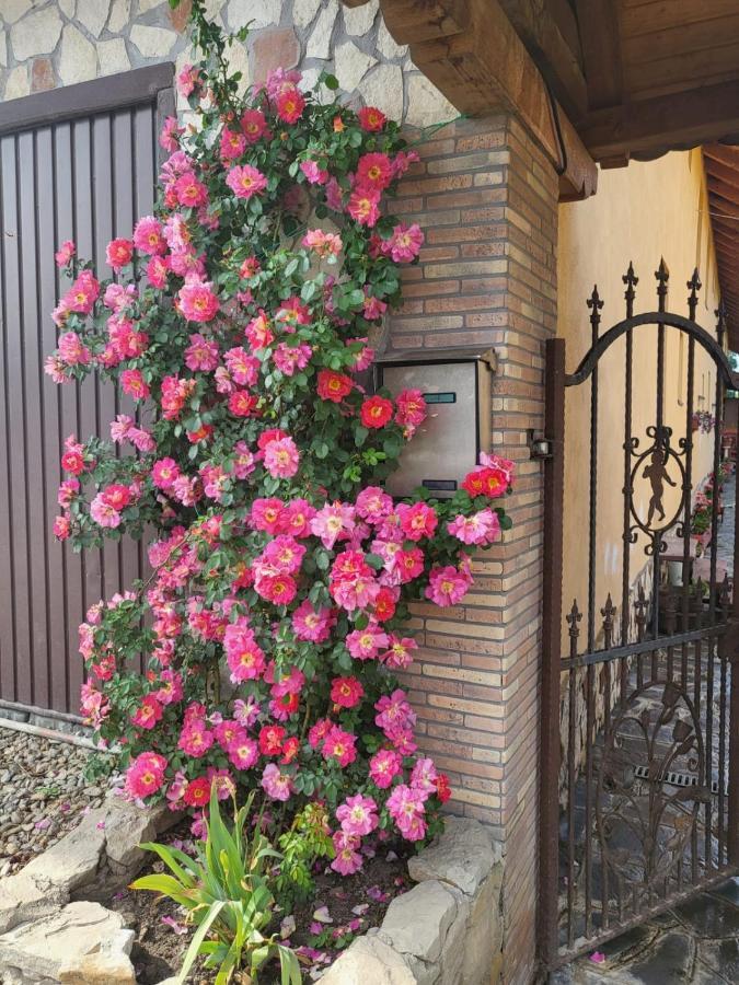 Casa Maria Lägenhet Cincu Exteriör bild