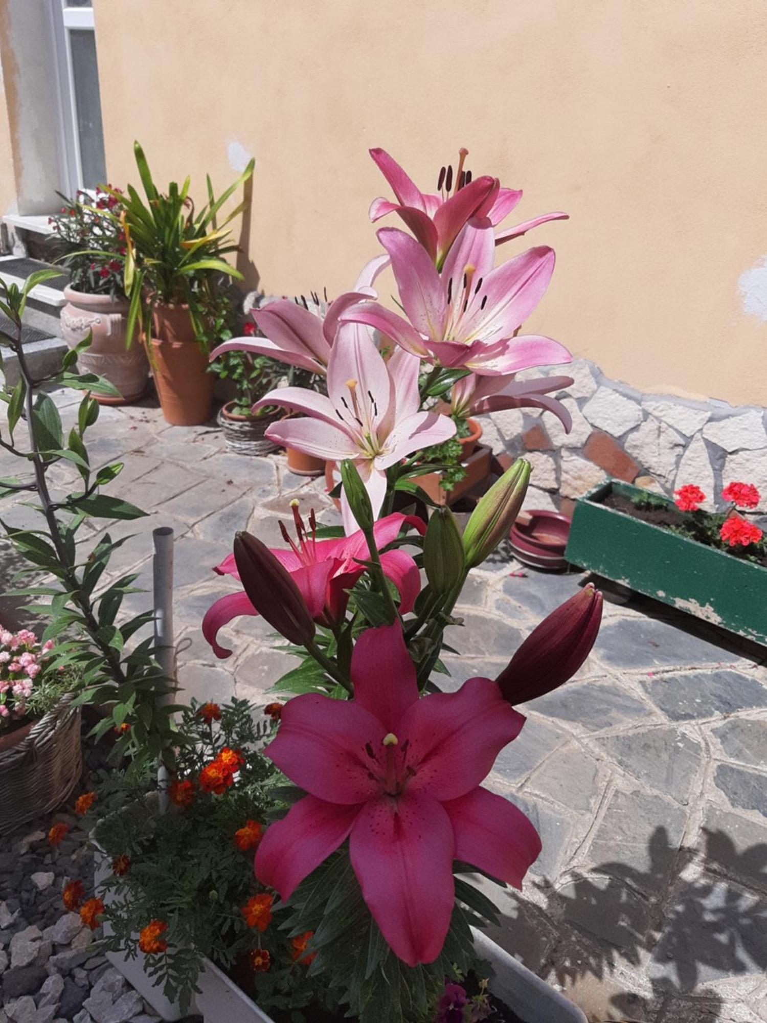 Casa Maria Lägenhet Cincu Exteriör bild