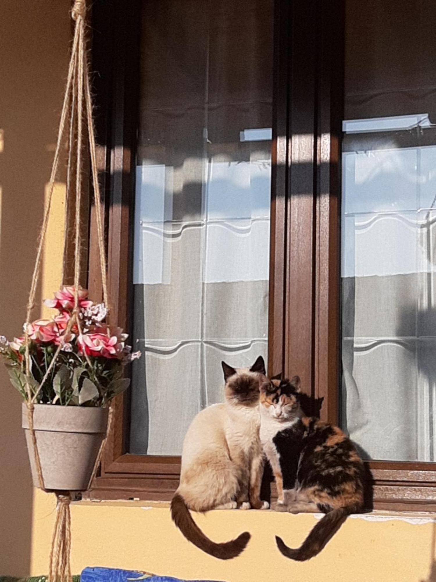 Casa Maria Lägenhet Cincu Exteriör bild
